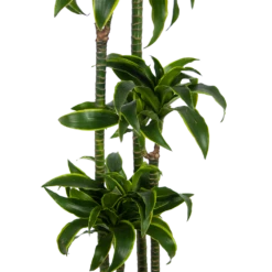 Dracaena Dorado - Op Stam - Drakenbloedboom - P27 H180 - Kamerplant -Tuinplantenwinkel dracaena dorado op stam drakenbloedboom p27 h180 kamerplant 2