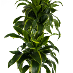 Dracaena Dorado - Op Stam - Drakenbloedboom - P27 H180 - Kamerplant -Tuinplantenwinkel dracaena dorado op stam drakenbloedboom p27 h180 kamerplant 3
