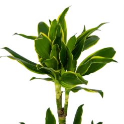 Dracaena Golden Coast - Op Stam - Drakenbloedboom - P19 H90 - Kamerplant -Tuinplantenwinkel dracaena golden coast op stam drakenbloedboom p19 h90 kamerplant 4