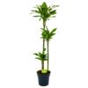 Dracaena Golden Coast - Op Stam - Drakenbloedboom - P24 H150 - Kamerplant 2 Dracaena Golden Coast - Op Stam - Drakenbloedboom - P24 H150 - Kamerplant -Tuinplantenwinkel dracaena golden coast op stam drakenbloedboom p24 h150 1 1