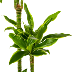 Dracaena Golden Coast - Op Stam - Drakenbloedboom - P24 H150 - Kamerplant -Tuinplantenwinkel dracaena golden coast op stam drakenbloedboom p24 h150 5 1