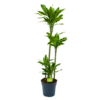 Dracaena Golden Coast - Op Stam - Drakenbloedboom - P27 H150 - Kamerplant -Tuinplantenwinkel dracaena golden coast op stam drakenbloedboom p27 h150 1