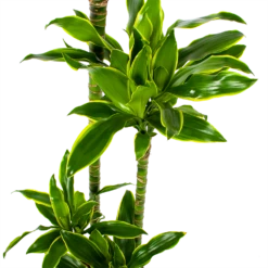 Dracaena Golden Coast - Op Stam - Drakenbloedboom - P27 H150 - Kamerplant -Tuinplantenwinkel dracaena golden coast op stam drakenbloedboom p27 h150 5