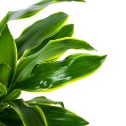 Dracaena Golden Coast - Op Stam - Drakenbloedboom - P27 H150 - Kamerplant -Tuinplantenwinkel dracaena golden coast op stam drakenbloedboom p27 h150 6