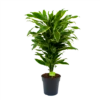 Dracaena Golden Coast - Vertakt - Drakenbloedboom - P21 H80 - Kamerplant -Tuinplantenwinkel dracaena golden coastdrakenbloedboom p21 h80 4