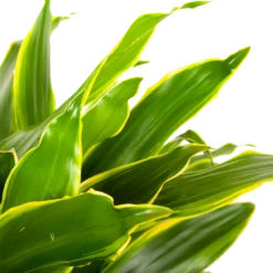 Dracaena Golden Coast - Vertakt - Drakenbloedboom - P21 H80 - Kamerplant -Tuinplantenwinkel dracaena golden coastdrakenbloedboom p21 h80 5