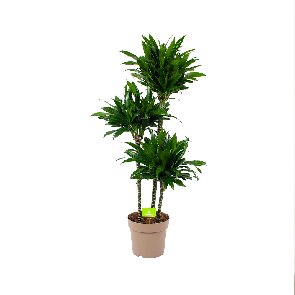 Dracaena Green Jewel - Op Stam - Drakenbloedboom - P28 H140 - Kamerplant 3 Dracaena Green Jewel - Op Stam - Drakenbloedboom - P28 H140 - Kamerplant