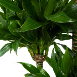 Dracaena Green Jewel - Op Stam - Drakenbloedboom - P28 H140 - Kamerplant 7 Dracaena Green Jewel - Op Stam - Drakenbloedboom - P28 H140 - Kamerplant -Tuinplantenwinkel dracaena green jewel op stam drakenbloedboom p28 h140 5