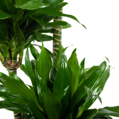 Dracaena Green Jewel - Op Stam - Drakenbloedboom - P28 H140 - Kamerplant 8 Dracaena Green Jewel - Op Stam - Drakenbloedboom - P28 H140 - Kamerplant -Tuinplantenwinkel dracaena green jewel op stam drakenbloedboom p28 h140 6