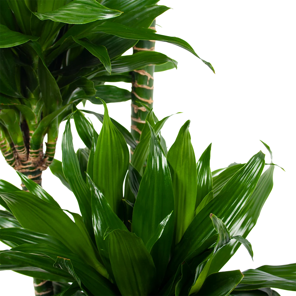 Dracaena Green Jewel - Op Stam - Drakenbloedboom - P28 H140 - Kamerplant 5 Dracaena Green Jewel - Op Stam - Drakenbloedboom - P28 H140 - Kamerplant - Afbeelding 3