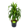 Dracaena Hawaiiana - Vertrakt - Drakenbloedboom - P21 H80 - Kamerplant -Tuinplantenwinkel dracaena hawaiiana vertrakt drakenbloedboom p21 h80 1 3
