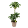 Dracaena Jade Jewel - Op Stam - Drakenbloedboom - P24 H100 - Kamerplant -Tuinplantenwinkel dracaena jade jewel op stam drakenbloedboom p24 h100 1