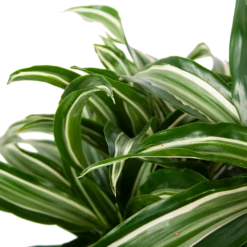 Dracaena Jade Jewel - Op Stam - Drakenbloedboom - P24 H100 - Kamerplant 8 Dracaena Jade Jewel - Op Stam - Drakenbloedboom - P24 H100 - Kamerplant -Tuinplantenwinkel dracaena jade jewel op stam drakenbloedboom p24 h100 4