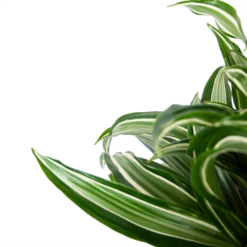 Dracaena Jade Jewel - Op Stam - Drakenbloedboom - P24 H100 - Kamerplant 9 Dracaena Jade Jewel - Op Stam - Drakenbloedboom - P24 H100 - Kamerplant -Tuinplantenwinkel dracaena jade jewel op stam drakenbloedboom p24 h100 5