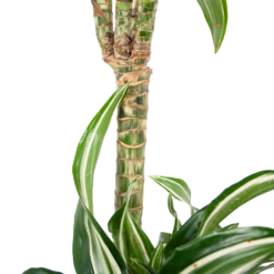 Dracaena Jade Jewel - Op Stam - Drakenbloedboom - P24 H100 - Kamerplant 10 Dracaena Jade Jewel - Op Stam - Drakenbloedboom - P24 H100 - Kamerplant -Tuinplantenwinkel dracaena jade jewel op stam drakenbloedboom p24 h100 6