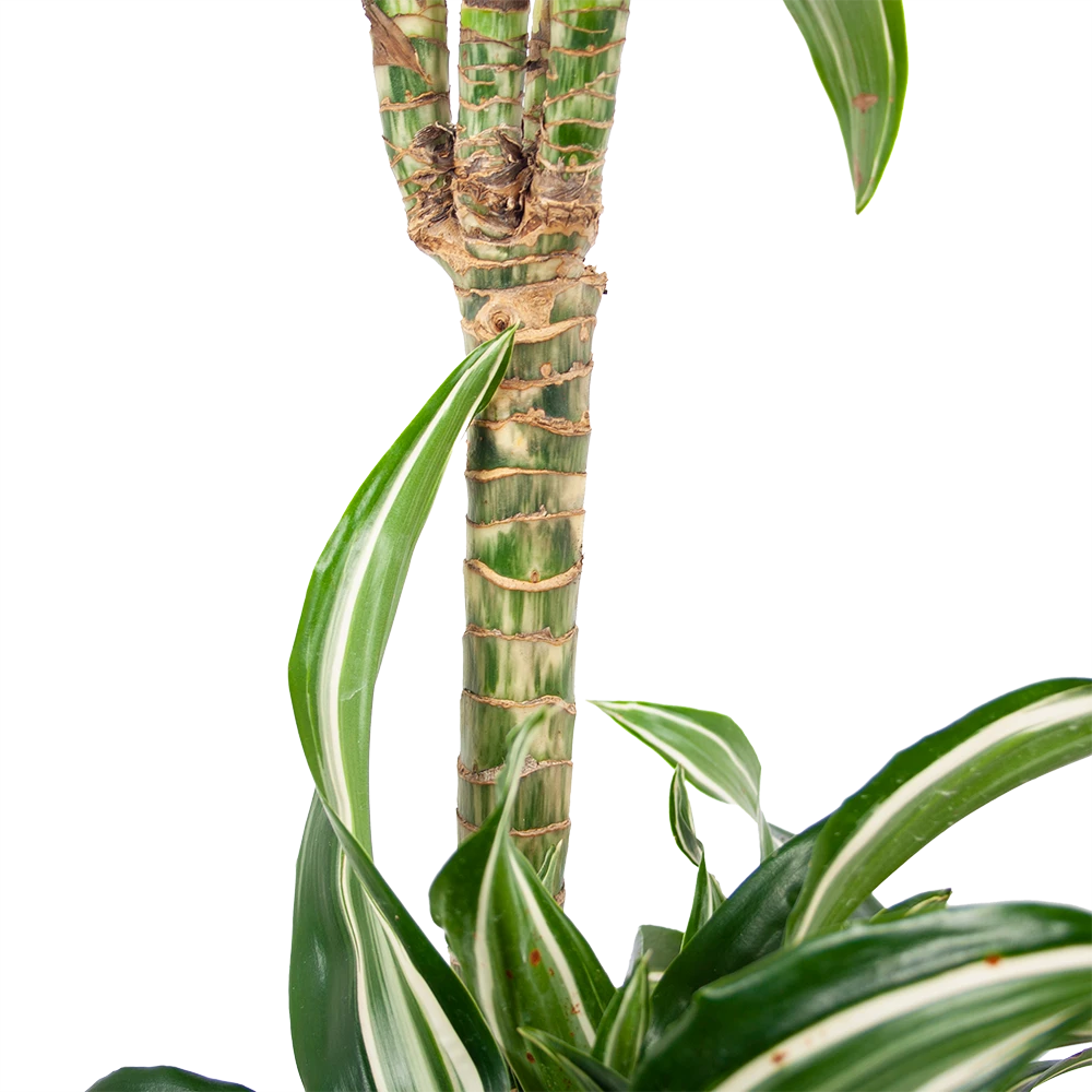 Dracaena Jade Jewel - Op Stam - Drakenbloedboom - P24 H100 - Kamerplant 6 Dracaena Jade Jewel - Op Stam - Drakenbloedboom - P24 H100 - Kamerplant - Afbeelding 4