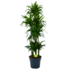 Dracaena Janet Craig - Op Stam - Drakenbloedboom - P34 H170 - Kamerplant 1 Dracaena Janet Craig - Op Stam - Drakenbloedboom - P34 H170 - Kamerplant -Tuinplantenwinkel dracaena janet craig op stam drakenbloedboom p34 h170 1 1