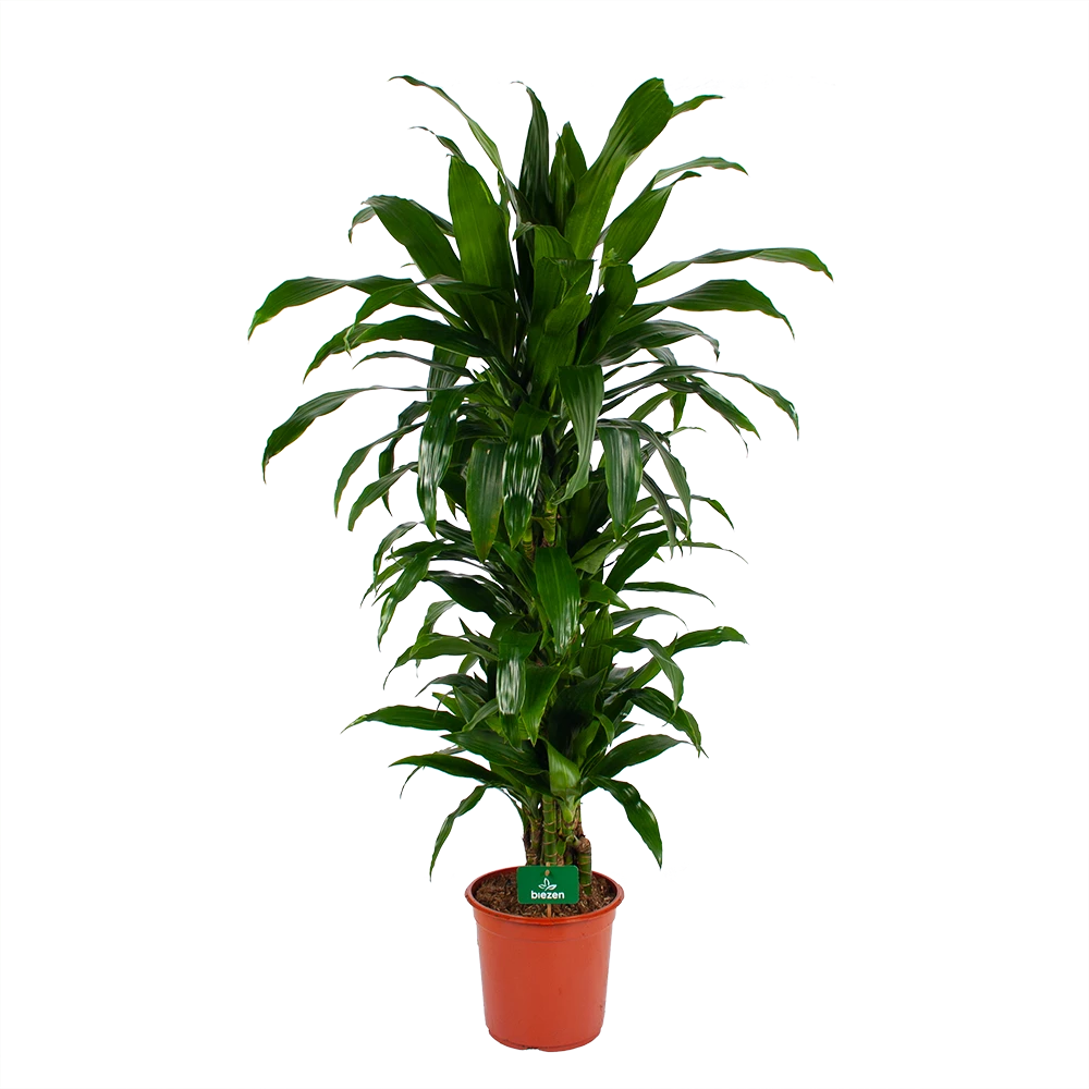 Dracaena Janet Craig - Vertrakt - Drakenbloedboom - P24 H110 - Kamerplant 3 Dracaena Janet Craig - Vertrakt - Drakenbloedboom - P24 H110 - Kamerplant