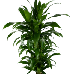 Dracaena Janet Craig - Vertrakt - Drakenbloedboom - P24 H110 - Kamerplant 7 Dracaena Janet Craig - Vertrakt - Drakenbloedboom - P24 H110 - Kamerplant -Tuinplantenwinkel dracaena janet craig vertrakt drakenbloedboom p24 h110 kamerplant 3