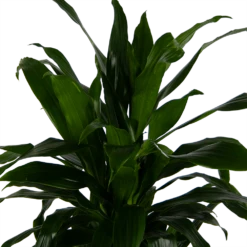 Dracaena Janet Craig - Vertrakt - Drakenbloedboom - P24 H110 - Kamerplant 8 Dracaena Janet Craig - Vertrakt - Drakenbloedboom - P24 H110 - Kamerplant -Tuinplantenwinkel dracaena janet craig vertrakt drakenbloedboom p24 h110 kamerplant 4