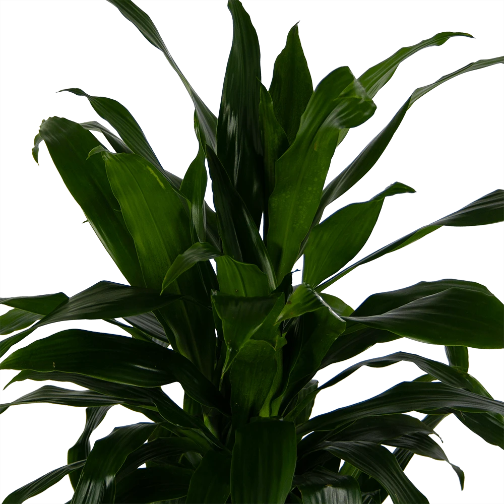 Dracaena Janet Craig - Vertrakt - Drakenbloedboom - P24 H110 - Kamerplant 5 Dracaena Janet Craig - Vertrakt - Drakenbloedboom - P24 H110 - Kamerplant - Afbeelding 3