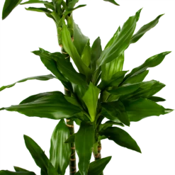 Dracaena Janet Lind - Op Stam - Drakenbloedboom - P27 H150 - Kamerplant 6 Dracaena Janet Lind - Op Stam - Drakenbloedboom - P27 H150 - Kamerplant -Tuinplantenwinkel dracaena janet lind op stam drakenbloedboom p27 h150 5 1
