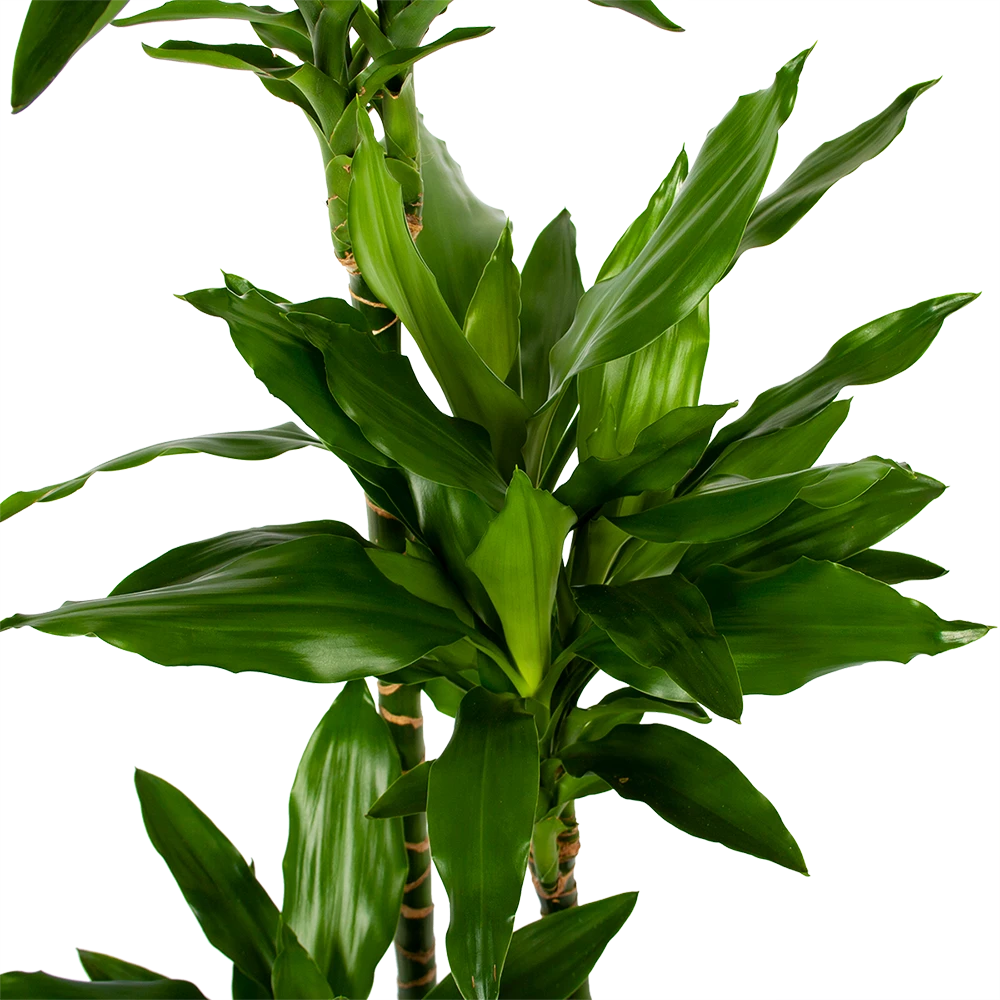 Dracaena Janet Lind - Op Stam - Drakenbloedboom - P27 H150 - Kamerplant 4 Dracaena Janet Lind - Op Stam - Drakenbloedboom - P27 H150 - Kamerplant - Afbeelding 2