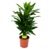 Dracaena Janet Lind - Vertakt - Drakenbloedboom - P21 H80 - Kamerplant -Tuinplantenwinkel dracaena janet lind vertakt drakenbloedboom p21 h80 1