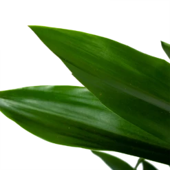 Dracaena Janet Lind - Vertakt - Drakenbloedboom - P21 H80 - Kamerplant -Tuinplantenwinkel dracaena janet lind vertakt drakenbloedboom p21 h80 6