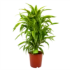 Dracaena Lemon Lime - Vertakt - Drakenbloedboom - P24 H110 - Kamerplant -Tuinplantenwinkel dracaena lemon lime drakenbloedboom p24 h95 4