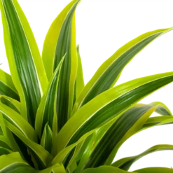 Dracaena Lemon Lime - Vertakt - Drakenbloedboom - P24 H110 - Kamerplant -Tuinplantenwinkel dracaena lemon lime drakenbloedboom p24 h95 5