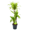 Dracaena Lemon Lime - Op Stam - Drakenbloedboom - P21 H100 - Kamerplant -Tuinplantenwinkel dracaena lemon lime op stam drakenbloedboom p21 h100 1 1