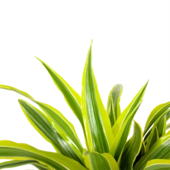 Dracaena Lemon Lime - Op Stam - Drakenbloedboom - P21 H100 - Kamerplant 8 Dracaena Lemon Lime - Op Stam - Drakenbloedboom - P21 H100 - Kamerplant -Tuinplantenwinkel dracaena lemon lime op stam drakenbloedboom p21 h100 6 1