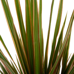 Dracaena Marginata Bicolor - Op Stam - Drakenbloedboom - P21 H125 - Kamerplant -Tuinplantenwinkel dracaena marginata bicolor op stam drakenbloedboom p21 h125 3