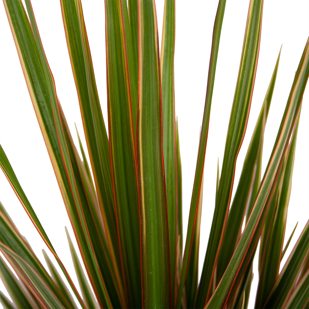 Dracaena Marginata Bicolor - Op Stam - Drakenbloedboom - P21 H125 - Kamerplant - Afbeelding 2