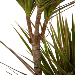 Dracaena Marginata Bicolor - Op Stam - Drakenbloedboom - P21 H125 - Kamerplant -Tuinplantenwinkel dracaena marginata bicolor op stam drakenbloedboom p21 h125 4