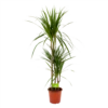 Dracaena Marginata Groen - Op Stam - Drakenbloedboom - P21 H125 - Kamerplant 1 Dracaena Marginata Groen - Op Stam - Drakenbloedboom - P21 H125 - Kamerplant -Tuinplantenwinkel dracaena marginata groen drakenbloedboom p21 h125 4