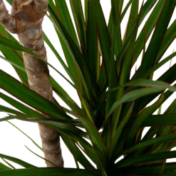 Dracaena Marginata Groen - Op Stam - Drakenbloedboom - P21 H125 - Kamerplant 5 Dracaena Marginata Groen - Op Stam - Drakenbloedboom - P21 H125 - Kamerplant -Tuinplantenwinkel dracaena marginata groen drakenbloedboom p21 h125 5