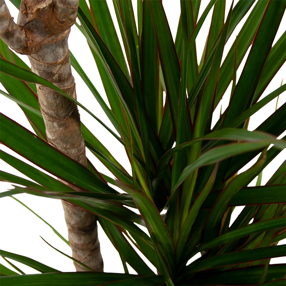 Dracaena Marginata Groen - Op Stam - Drakenbloedboom - P21 H125 - Kamerplant 4 Dracaena Marginata Groen - Op Stam - Drakenbloedboom - P21 H125 - Kamerplant - Afbeelding 2