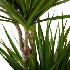 Dracaena Marginata Groen - Op Stam - Drakenbloedboom - P24 H120 - Kamerplant -Tuinplantenwinkel dracaena marginata groen drakenbloedboom p24 h100 5