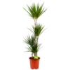 Dracaena Marginata Groen - Op Stam - Drakenbloedboom - P24 H150 - Kamerplant 1 Dracaena Marginata Groen - Op Stam - Drakenbloedboom - P24 H150 - Kamerplant -Tuinplantenwinkel dracaena marginata groen op stam drakenbloedboom p24 h150 4 2