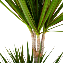 Dracaena Marginata Groen - Op Stam - Drakenbloedboom - P24 H150 - Kamerplant -Tuinplantenwinkel dracaena marginata groen op stam drakenbloedboom p24 h150 5 2