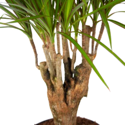 Dracaena Marginata Groen - Vertakt - Drakenbloedboom - P27 H120 - Kamerplant 7 Dracaena Marginata Groen - Vertakt - Drakenbloedboom - P27 H120 - Kamerplant -Tuinplantenwinkel dracaena marginata groen vertakt drakenbloedboom p27 h120 5 3