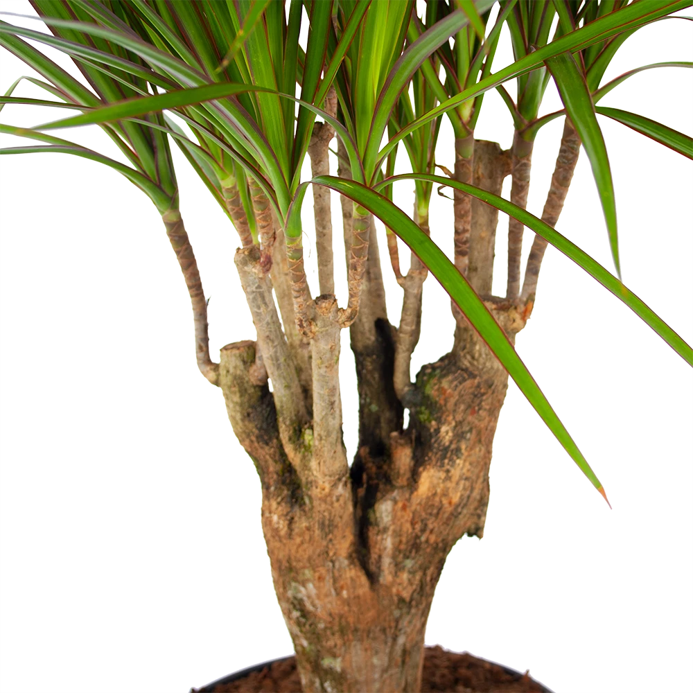 Dracaena Marginata Groen - Vertakt - Drakenbloedboom - P27 H120 - Kamerplant 4 Dracaena Marginata Groen - Vertakt - Drakenbloedboom - P27 H120 - Kamerplant - Afbeelding 2