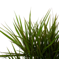 Dracaena Marginata Groen - Vertakt - Drakenbloedboom - P27 H120 - Kamerplant 8 Dracaena Marginata Groen - Vertakt - Drakenbloedboom - P27 H120 - Kamerplant -Tuinplantenwinkel dracaena marginata groen vertakt drakenbloedboom p27 h120 6 3