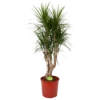Dracaena Marginata Groen - Vertakt - Drakenbloedboom - P30 H140 - Kamerplant 1 Dracaena Marginata Groen - Vertakt - Drakenbloedboom - P30 H140 - Kamerplant -Tuinplantenwinkel dracaena marginata groen vertakt drakenbloedboom p30 h140 1