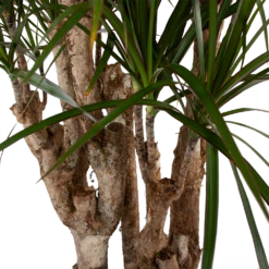 Dracaena Marginata Groen - Vertakt - Drakenbloedboom - P30 H140 - Kamerplant -Tuinplantenwinkel dracaena marginata groen vertakt drakenbloedboom p30 h140 5