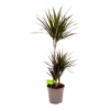 Dracaena Marginata Magenta - Op Stam - Drakenbloedboom-p24 H120 - Kamerplant 1 Dracaena Marginata Magenta - Op Stam - Drakenbloedboom-p24 H120 - Kamerplant -Tuinplantenwinkel dracaena marginata magenta drakenbloedboom p24 h100 4