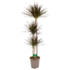 Dracaena Marginata Magenta - Op Stam - Drakenbloedboom - P24 H140 - Kamerplant 1 Dracaena Marginata Magenta - Op Stam - Drakenbloedboom - P24 H140 - Kamerplant -Tuinplantenwinkel dracaena marginata magenta op stam drakenbloedboom p24 h140 kamerplant 1