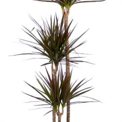 Dracaena Marginata Magenta - Op Stam - Drakenbloedboom - P24 H140 - Kamerplant -Tuinplantenwinkel dracaena marginata magenta op stam drakenbloedboom p24 h140 kamerplant 3